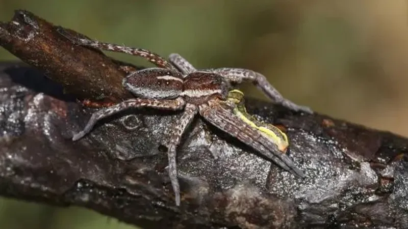 فيديو| رصد عنكبوت طواف مهدد بالانقراض في بريطانيا