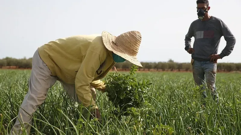 دراسة: التحول الهيكلي بطيء في المغرب