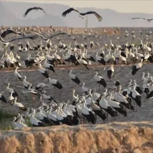وزيرة مصرية: تهيئة مواقع لاستضافة الطيور المهاجرة وتنفيذ برامج سياحة لمشاهدتها