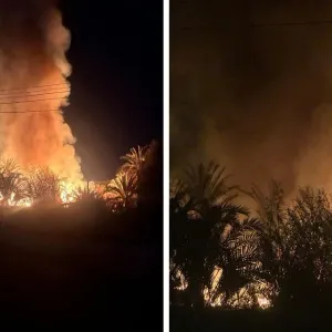 مصر.. حريق هائل يلتهم مزارع نخيل في الوادي الجديد (صور + فيديو)