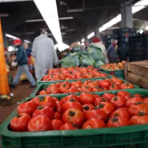 مطالب بريطانية بوقف الرسوم الجمركية على الطماطم القادمة من المغرب