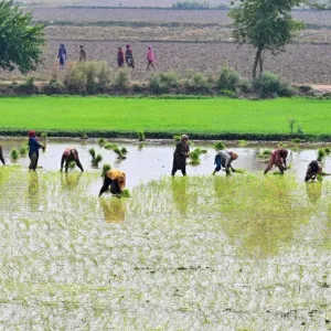 حصاد الأرز الباكستاني