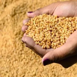 وزير التموين المصري: وصول نسب توريد القمح في مواقع الاستلام إلى 2.4 مليون طن
