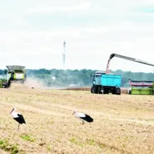 توقعات بتراجع قوي لصادرات أوكرانيا من القمح والذرة للموسم المقبل