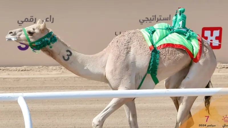 مهرجان ولي العهد للهجن.."صمت".. التوقيت الأفضل في يوم الجذاع