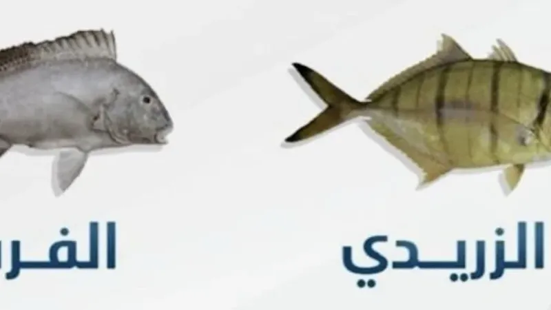 انتهاء حظر صيد «الزريدي» و«الفرش» في الدولة