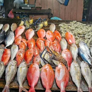 أسعار السمك اليوم الاثنين 17-6-2024 في الأسواق.. البلطي بـ45 جنيها