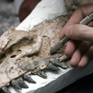 الولايات المتحدة: اكتشاف "العينة الأكثر اكتمالا" لديناصور