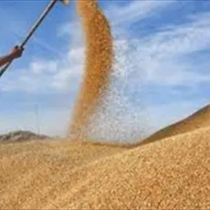 في العراق.. تقنيات الري الحديثة رفعت إنتاجية دونم الحنطة 150% هذا العام