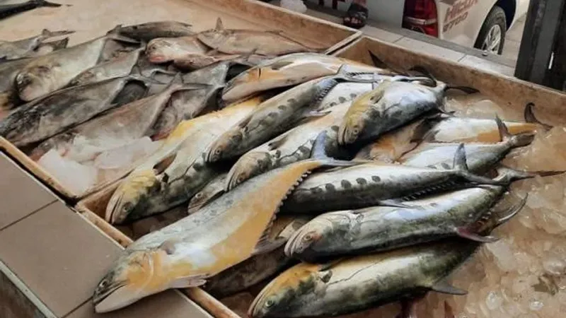 إنزال كميات كبيرة من الأسماك في سوق ولاية السيب بمحافظة مسقط