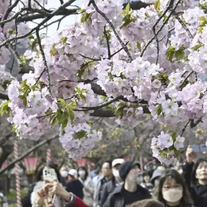 روعة الربيع في اليابان: موسم تفتح أزهار الكرز الخلابة