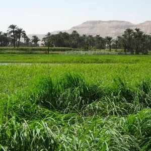 مصر تسجل رقماً "لم يتم تحقيقه من قبل في تاريخ صادرات البلد الزراعية".. فما هو؟