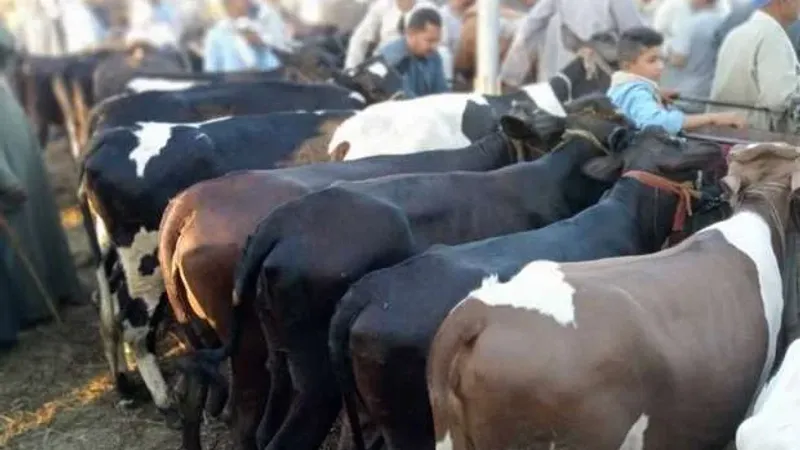 تراجع كبير في أسعار لحوم العجول والبقري قائم اليوم في أسواق الماشية