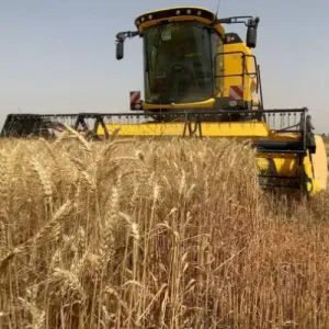 توقعات بوصول إنتاج الحنطة في نينوى إلى مليون و500 ألف طن
