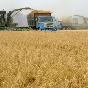 "فاو": ارتفاع مؤشر أسعار الغذاء العالمية للشهر الثالث في مايو بفعل زيادة الحبوب
