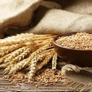 فوائد القمح وقيمته الغذائية وأضراره