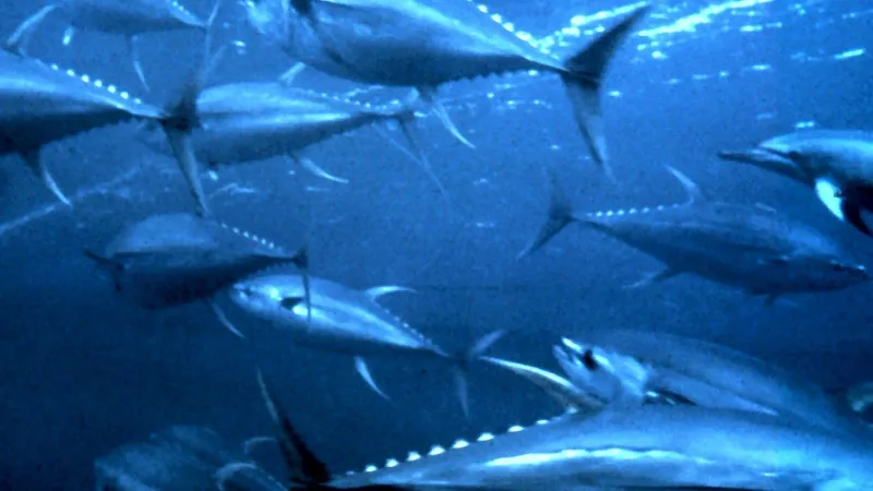 أول مزرعة لتسمين التونة في الجزائر بطاقة 950 طن