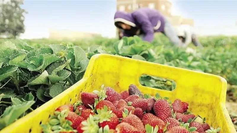 %19 ارتفاعا في صادرات مصر الزراعية خلال 9 أشهر.. خبير يوضح الأسباب