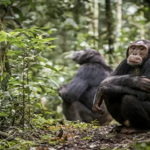 الشمبانزي تساعد العلماء في تحقيق اكتشاف طبي مذهل