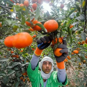صادرات مصر الزراعية ترتفع 300 مليون دولار خلال الربع الأول من 2024 لتصل إلى 1.5 مليار دولار