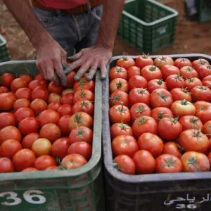 أسعار الطماطم تقفز بأسواق المغرب .. ومهنيون: تراجع الإنتاج وراء الغلاء