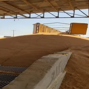 التجارة العراقية تكشف عن كمية الحنطة في مخازنها