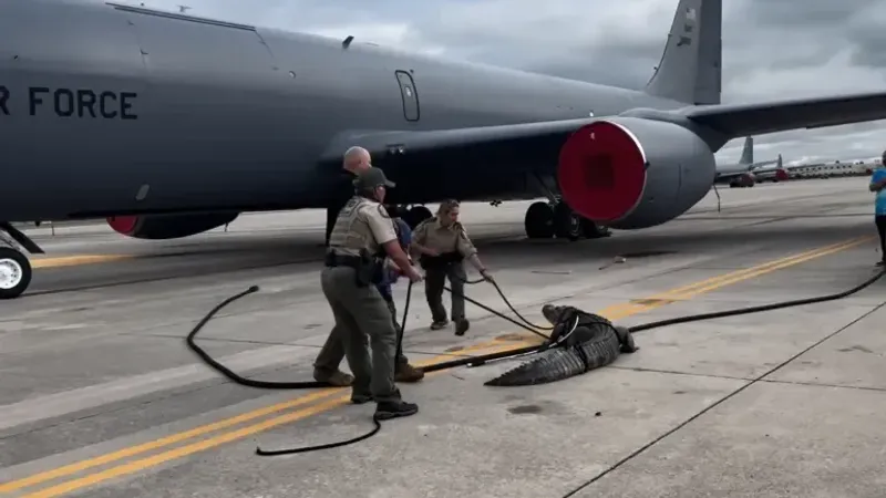 بحثا عن الظل تحت طائرة حربية.. تمساح يتسلل إلى قاعدة عسكرية أميركية