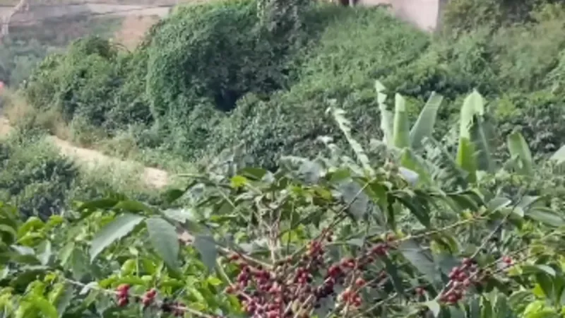مزارعو جبل منجد بمحافظة هروب يتجهون لزيادة رقعة مزارع البن