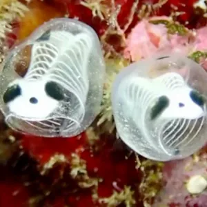 مخلوق بحري صغير يشبه الباندا.. شاهد أحدث اكتشافات علماء اليابان تحت الماء
