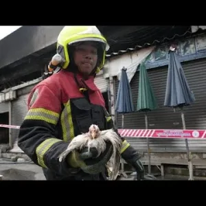شاهد: حريق يفتك بمئات الحيوانات في سوق بتايلاندا