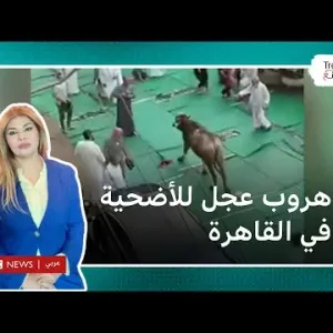 هروب عجل للأضحية في القاهرة واقتحامه لمصلى العيد، ووفاة 9 مسافرين حرقا في اليمن
