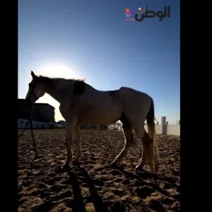 من الإعدام إلى الحياة.. طبيب بيطري ينقذ حياة أضخم حصان في مصر