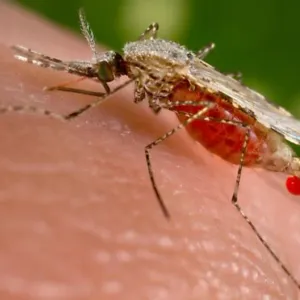 في اليوم العالمي للملاريا، خبراء يحذرون من زيادة انتشارالمرض بسبب التغير المناخي