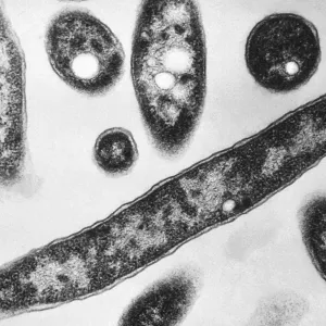 بولندا تواجه  بكتيريا الفيلقية التي أدت إلى وفاة 11 شخصاً واصابة 144 آخرين