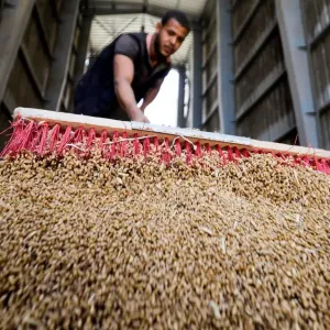 "الوزراء" المصري يحدد سعر توريد أردب القمح بـ 2000 جنيه لموسم 2024-2025