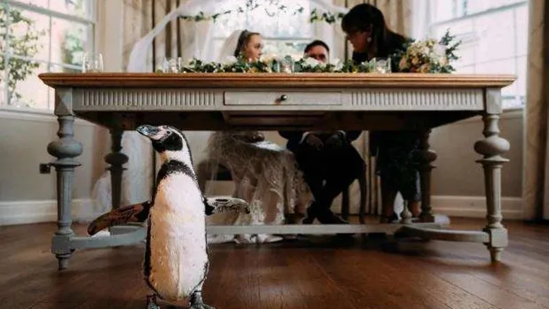 بريطاني يفاجئ عروسه بهدية غير متوقعة.. ماذا فعل البطريق في حفل الزفاف؟