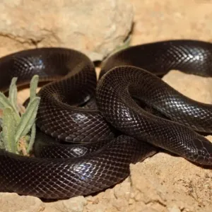 مختص بيئي: ثعابين الصل الأسود ظهرت 15 مرة بمزارع شمال الرياض هذا العام