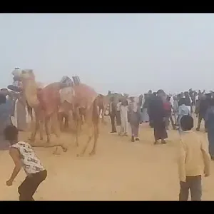 ندية وإثارة.. سباق الهجن ينعش الأجواء في شمال سيناء