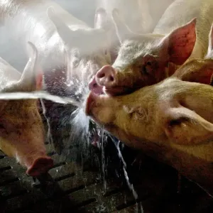 إيطاليا تعدم نحو 34 ألف خنزير لمكافحة حمى الخنازير الإفريقية