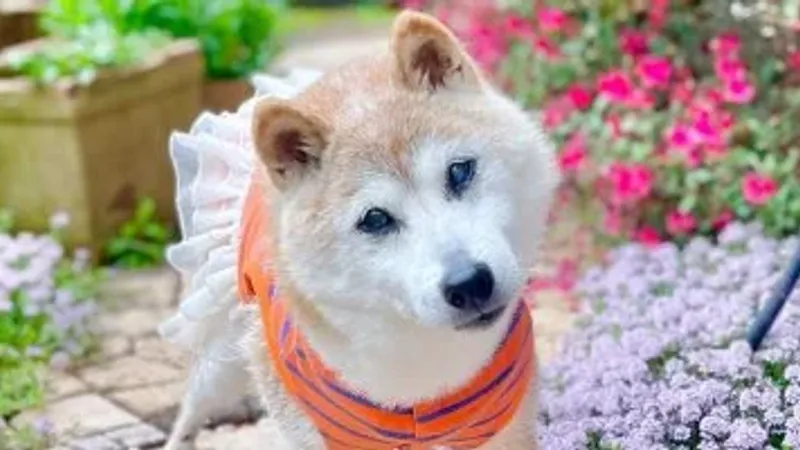 وفاة الكلبة كابوسو الوجه الإعلانى لعملة دوجكوين عن عمر 18 عاما.. صور