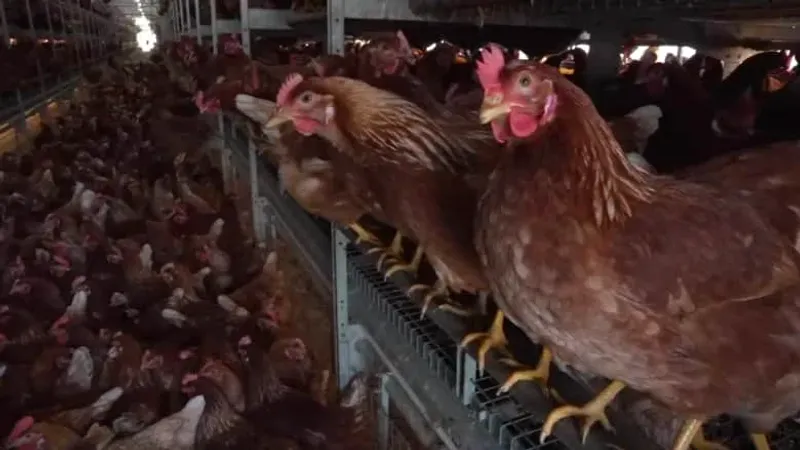 فيروس إنفلونزا الطيور يصل إلى مصانع الألبان بأمريكا.. هل منتجات الحليب في المتاجر آمنة؟