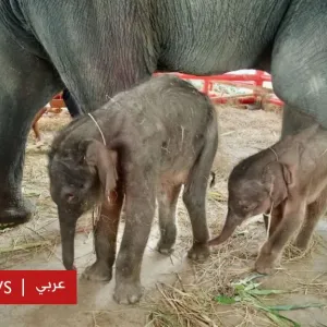 حدث استثنائي... ولادة توأم فيلة في حالة نادرة في تايلاند