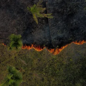 الأمازون البرازيلية شهدت خلال النصف الأول من 2024 أسوأ مستوى من الحرائق منذ عشرين عاماً