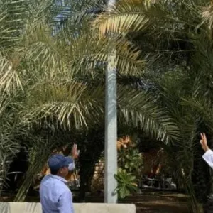 «بلدية أبوظبي» تنفذ حملة توعوية بشأن «تأثير الأشجار في الإنارة»