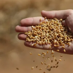 مصر تتجه لأسواق بديلة عن القمح الروسي لارتفاع سعره