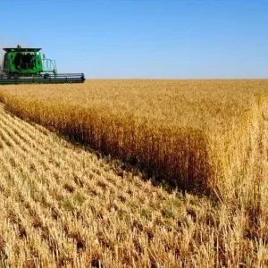 بـ455 مليون دولار.. الجزائر توقع اتفاقاً مع شركة إيطالية لإنتاج الحبوب