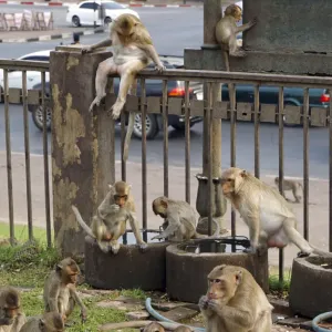 فيديو. تايلاند تضع خطة لإنهاء الحرب الأهلية مع "القردة"