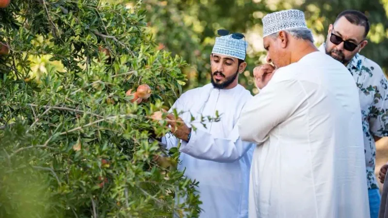 انطلاق فعاليات” قطاف ثمار رمان الجبل الأخضر”