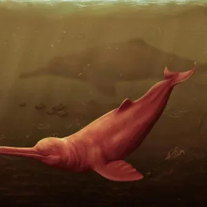 دلفين عملاق جاب مياه الأمازون العذبة قديمًا.. كم يبلغ حجمه؟