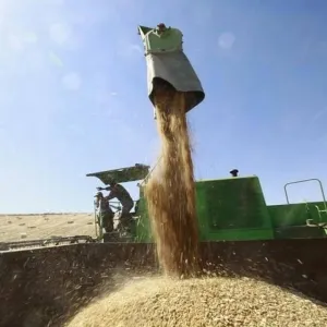 توريد 798 طن قمح من المزارعين للصوامع والشون بالقليوبية